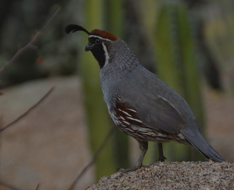 gambel's quail